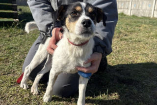 Niemałe pieniądze z akcji „Ciastko z Misją”. Dla schroniska w Henrykowie koło Leszna