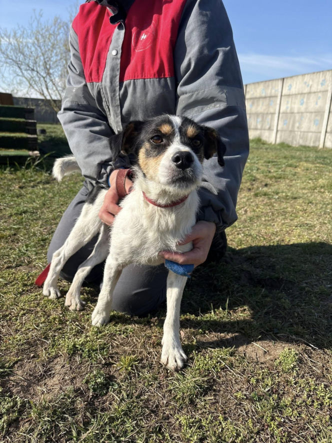 Niemałe pieniądze z akcji „Ciastko z Misją”. Dla schroniska w Henrykowie koło Leszna