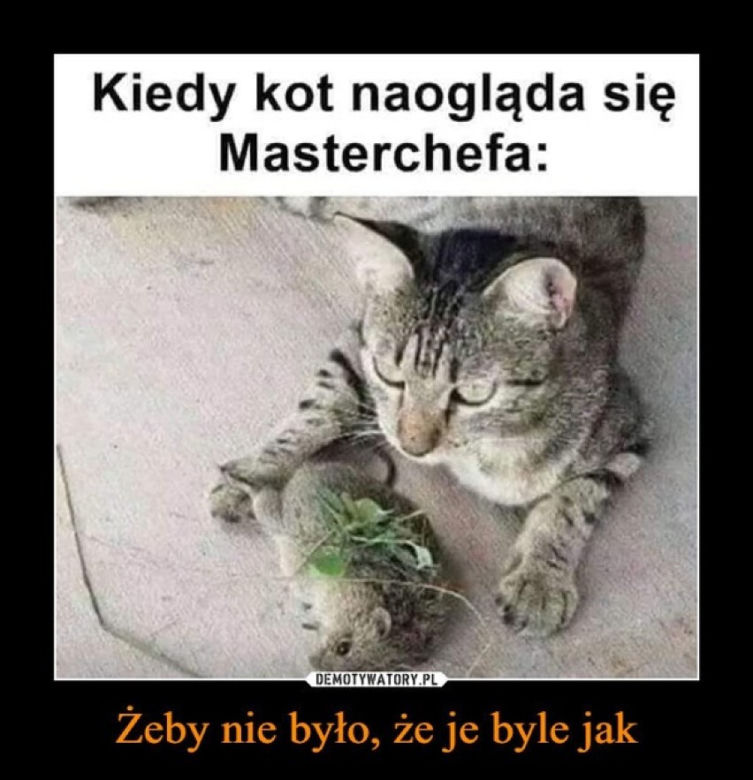 Światowy Dzień Kota 2022. Zobacz najśmieszniejsze obrazki i MEMY z kotami! 