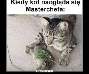 Światowy Dzień Kota 2022. Zobacz najśmieszniejsze obrazki i MEMY z kotami! 