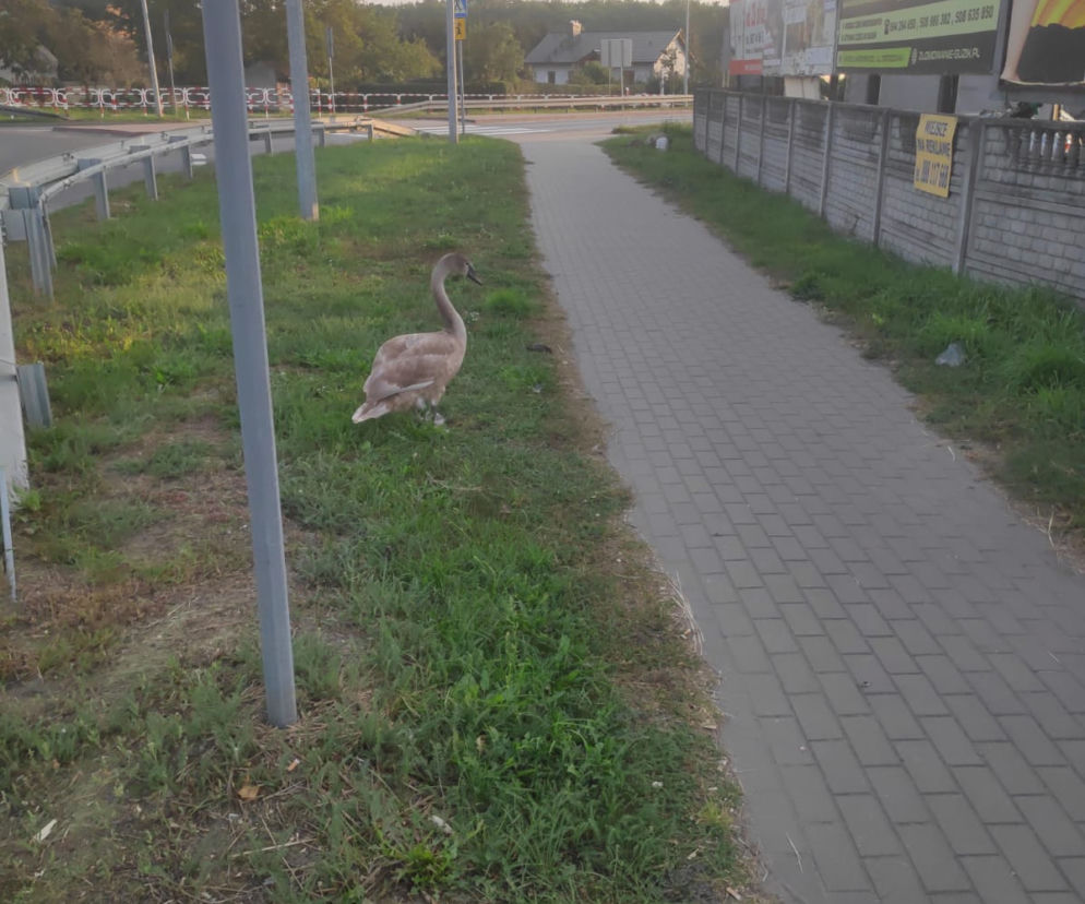Ruch pojazdów na rondzie zablokował... łabędź! Zamieszanie w Kościanie