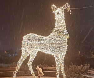 Ze szronem są jeszcze piękniejsze! Świąteczne iluminacje w Łomży