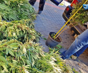 Miał w domu 23 kg konopi! Policja przechwyciła narkotyki o wartości ponad miliona zł [ZDJĘCIA]