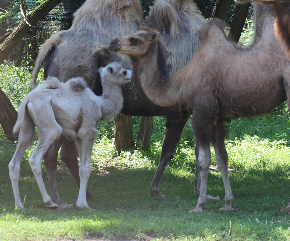 W warszawskim zoo urodził się wielbłąd Maniek. Ma zaskakująco jasny kolor wełny! [ZDJĘCIA]