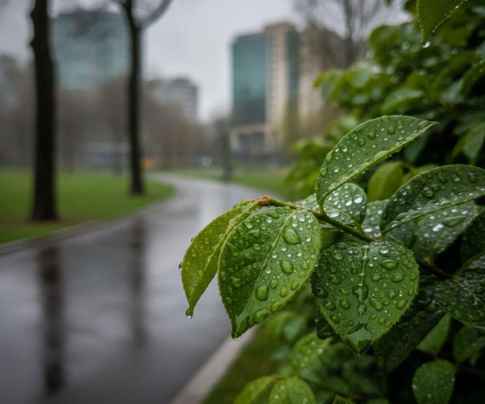 Krople deszczu na zielonych liściach przy mokrej alejce w parku. O pogodzie w Gdańsku przeczytasz na SE.