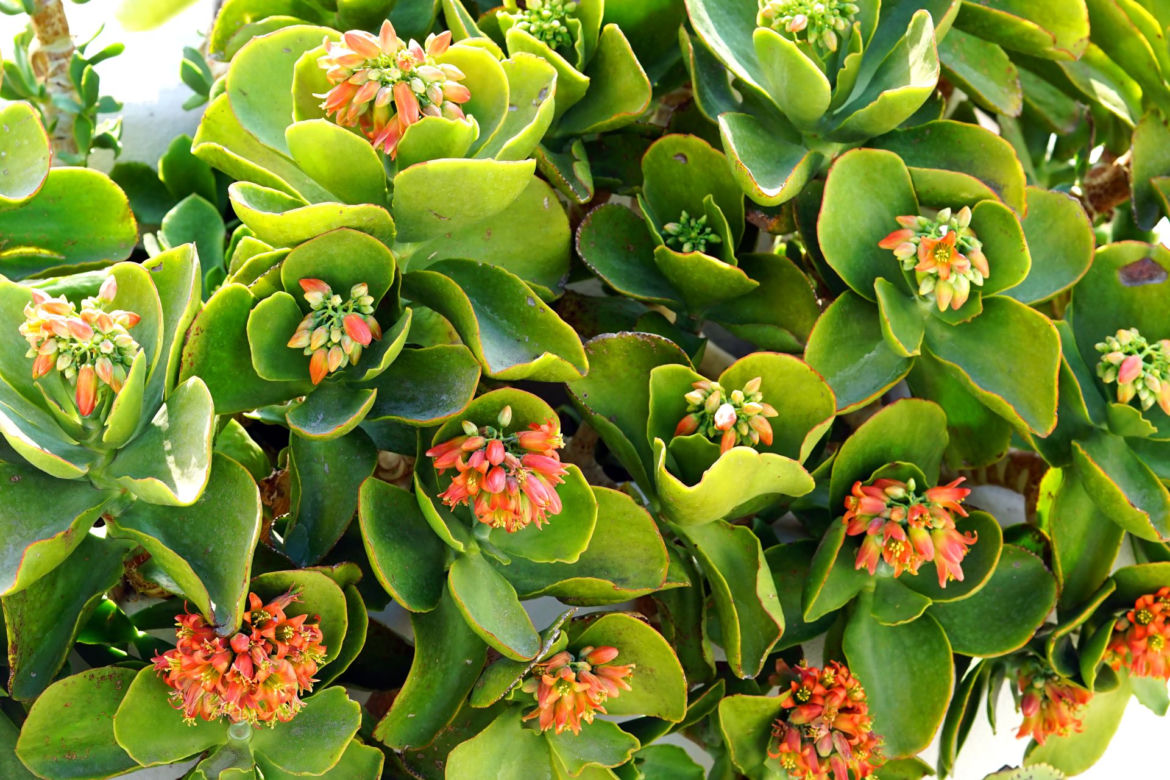 Kalanchoe wiechowate