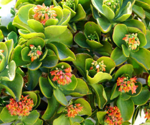 Kalanchoe wiechowate