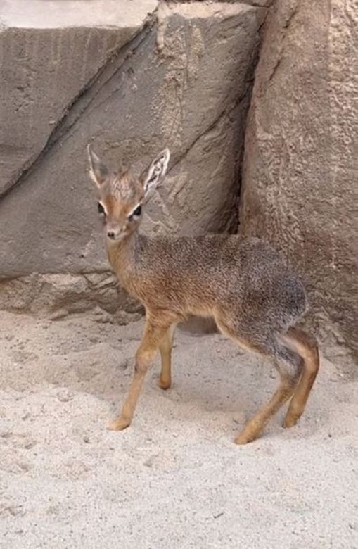 Najmniejsza antylopa świata urodziła się w zoo we Wrocławiu. Od razu skradła serca!