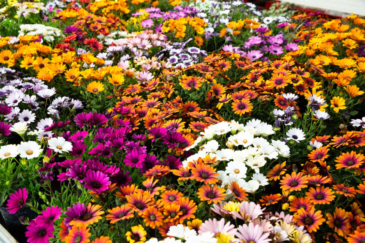 Osteospermum
