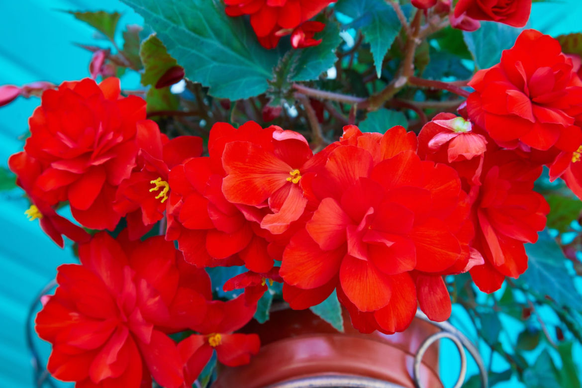 Begonia bulwiasta