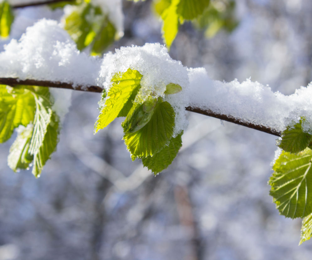 Prognoza pogody - śnieg i przymrozki w marcu