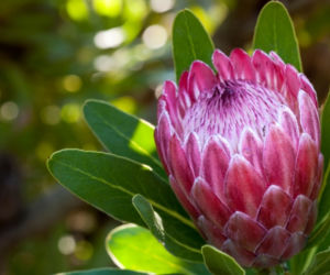 protea