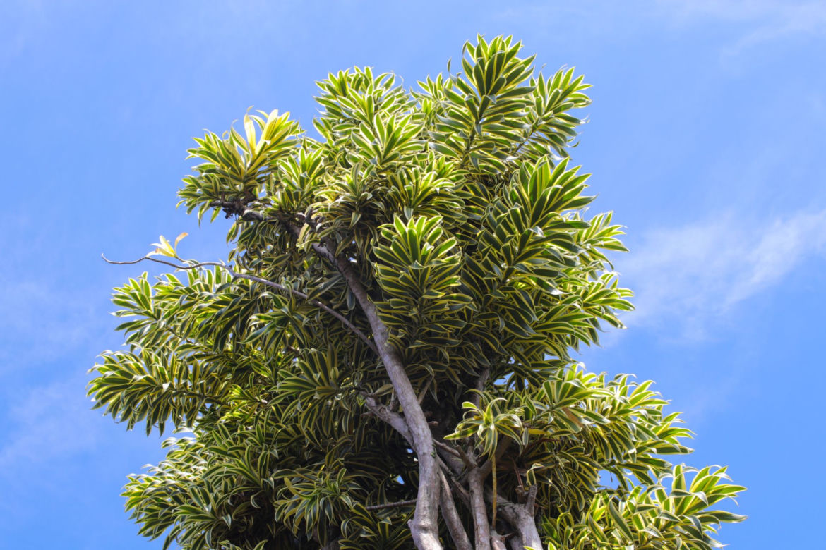 Dracena odwrócona