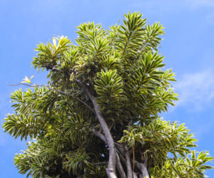 Dracena odwrócona
