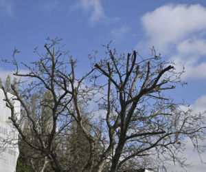 Niekończący się remont sąsiadów Kaczyńskiego