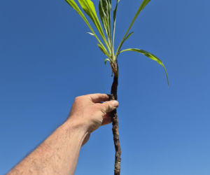 Wężymord to jedno z najbardziej niedocenianych warzyw w polskiej kuchni. Jest bogate w inulinę oraz cenne minerały