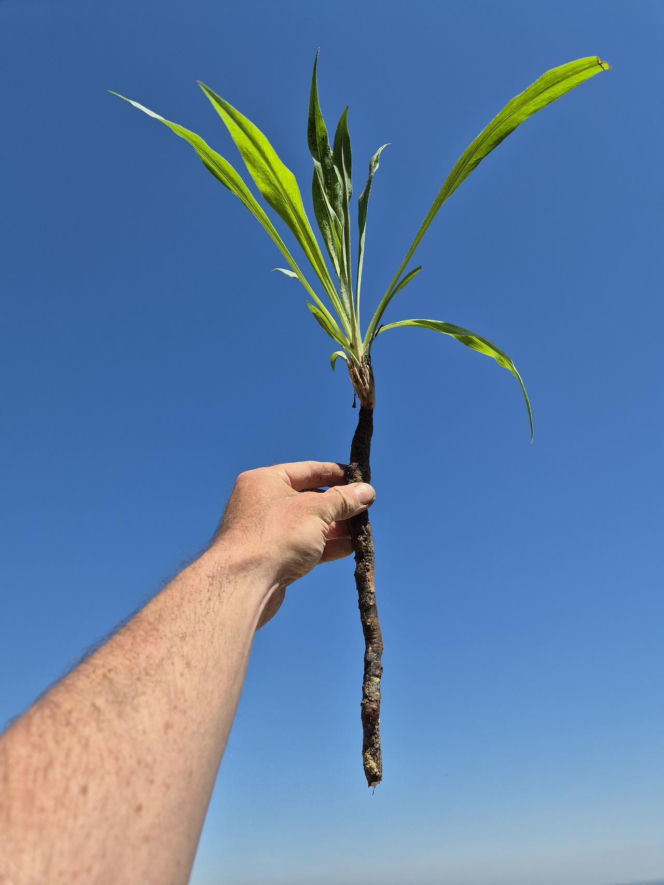 Wężymord to jedno z najbardziej niedocenianych warzyw w polskiej kuchni. Jest bogate w inulinę oraz cenne minerały