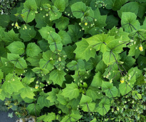 Kirengeszoma dłoniasta