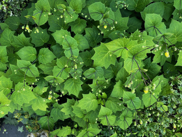 Kirengeszoma dłoniasta