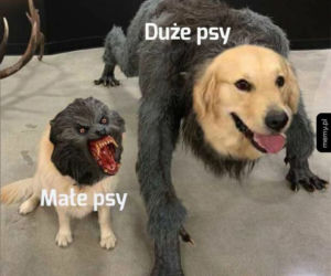 Dzień Psa 2026. Te memy pisało samo życie!