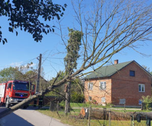 Wiatr łamał drzewa jak zapłacki. Interwencje strażaków