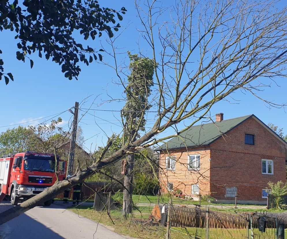 Wiatr łamał drzewa jak zapłacki. Interwencje strażaków