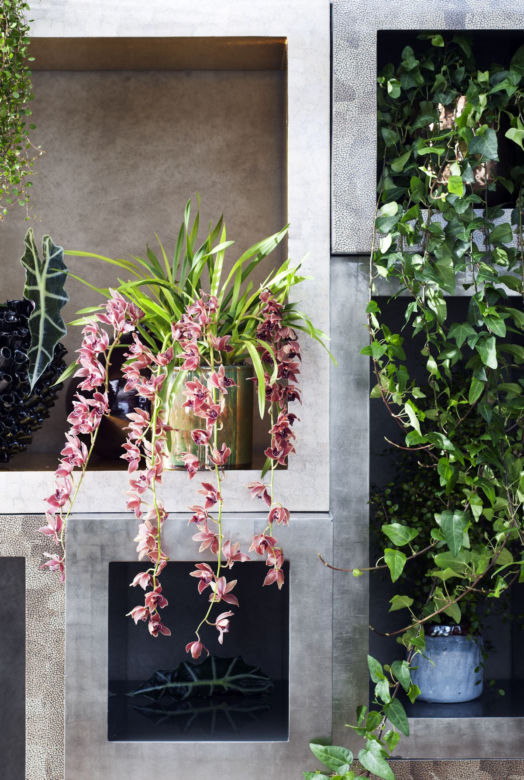 Storczyk Cymbidium