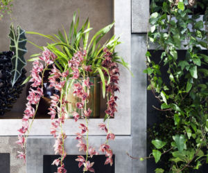Storczyk Cymbidium