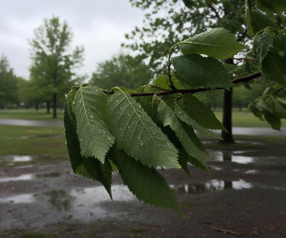 Pogoda na weekend w Bydgoszczy 24-26 kwietnia. Z każdym dniem będzie coraz chłodniej