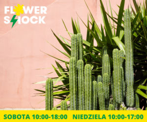 Atak Gigantów oraz Światowa wystawa orchidei, bonsai i sukulentów