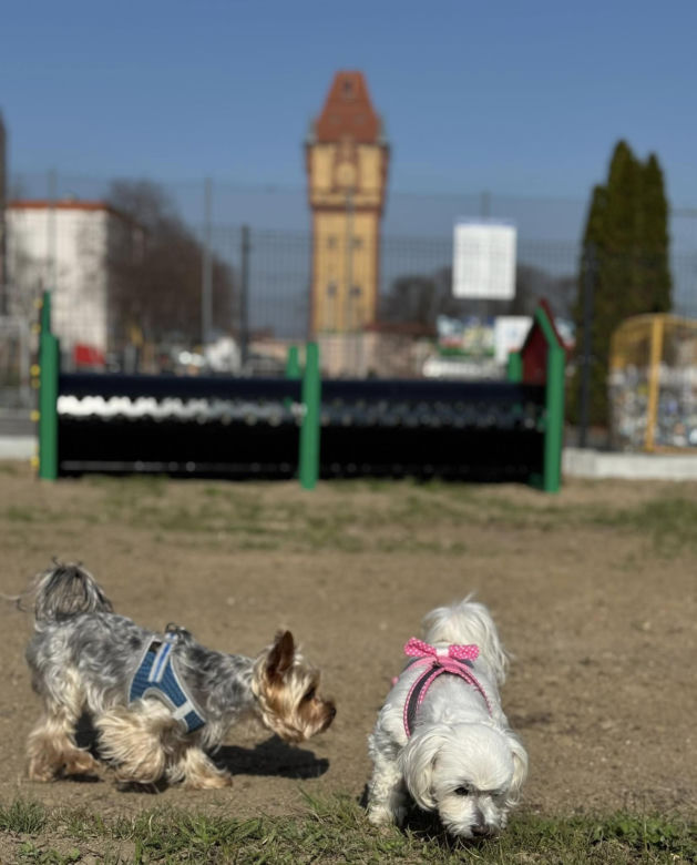 Psi wybieg w Kościanie 