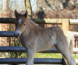 We wrocławskim zoo urodził się największy kucyk świata