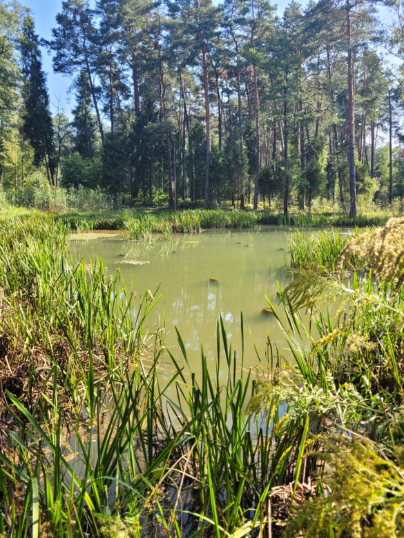Prastara Puszcza Dulowska w Małopolsce. Spotkasz tam nawet łosie! 