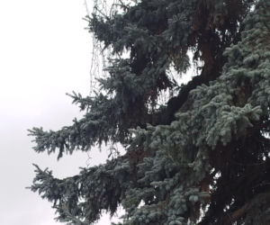 Choinka miejska Siedlce