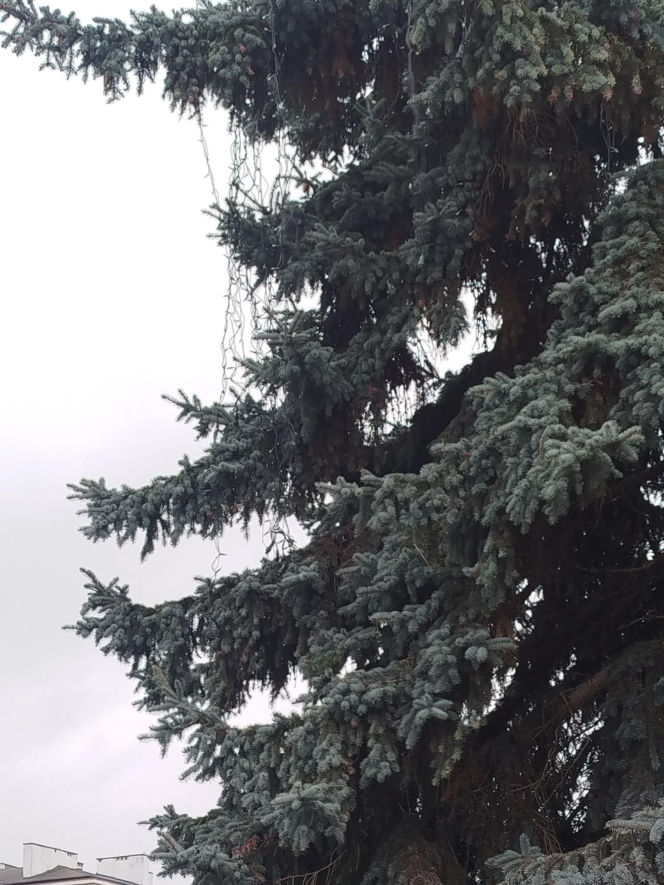 Choinka miejska Siedlce