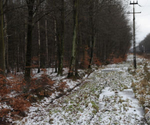 Leśnicy zostali zaatakowani przez rannego dzika