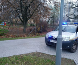 Dziki grasowały na placu zabaw w Poznaniu