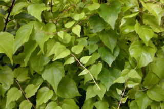 Winobluszcz trójklapowy 'Fenway Park' - Parthenocissus tricuspidata 'Fenway Park'