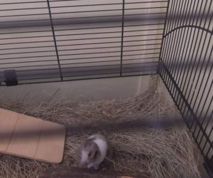 Te interwencje łódzkiego Animal Patrolu łamią serce...