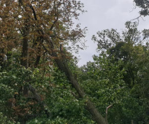 Straszna wichura przeszła przez Dolny Śląsk. Wciąż wieje!