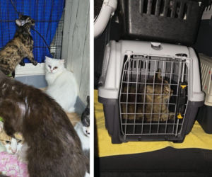 Interwencja w Łochowie. Zwierzęta trafiły pod opiekę schroniska i fundacji