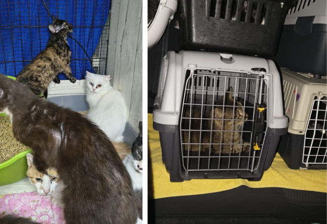 Interwencja w Łochowie. Zwierzęta trafiły pod opiekę schroniska i fundacji