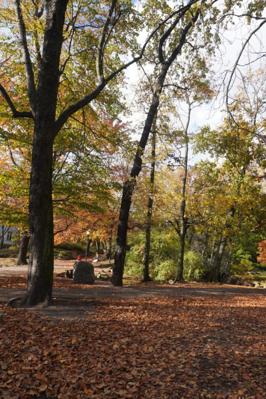 Park Wilsona jesienią