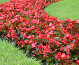 Begonia: rośliny obwódkowe