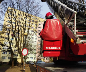 Gołąb został uwieziony na czubku drzewa. Strażacy z Lublina ruszyli mu na ratunek