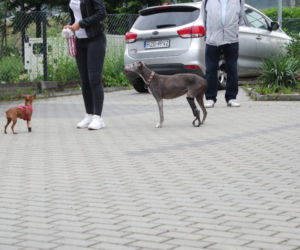 Rzeszowskie Zakłady Ortopedyczne