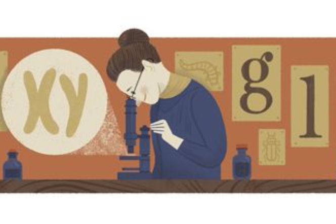 google doodle nettie stevens