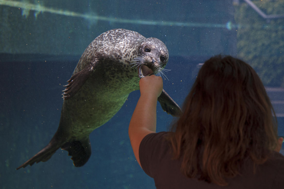 We wrocławskim zoo urodziły się dwie foki pospolite