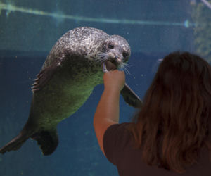 We wrocławskim zoo urodziły się dwie foki pospolite