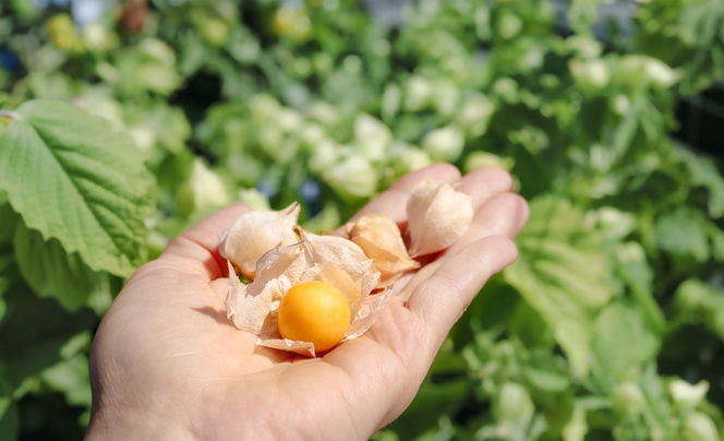 Miechunka peruwiańska